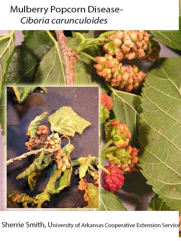 Popcorn disease discount mulberry trees