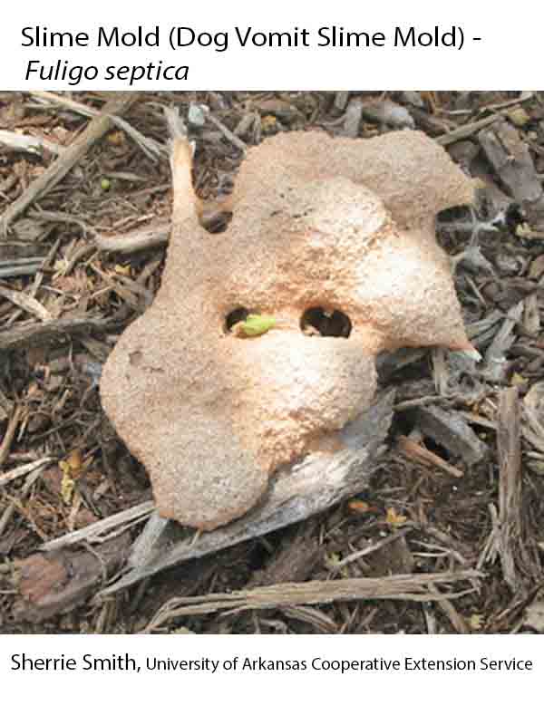 is dog vomit slime mold dangerous