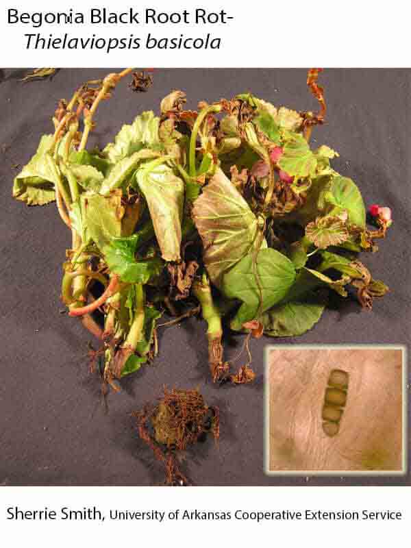Plant Disease Database