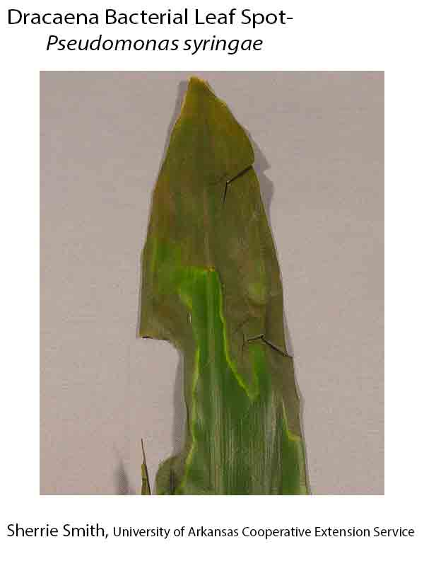 Plant Category - House Plant