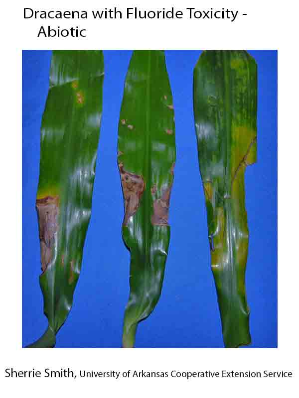 dracaena bicolor plant Dracaena Marginata 'Bicolor'  Vgtal Design Qc