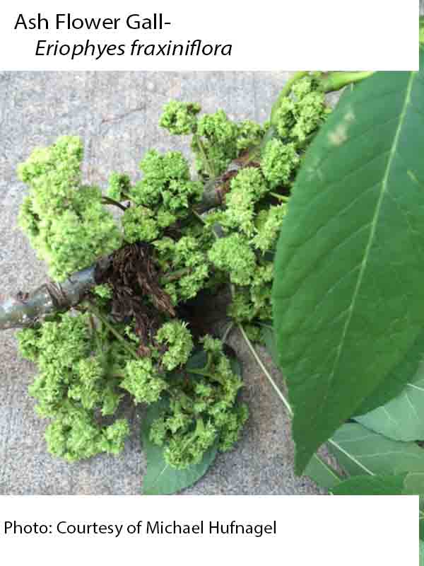Plant Disease Database