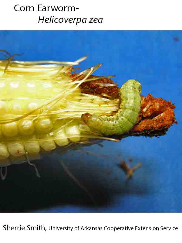 Clavus Insect Plant Disease Database
