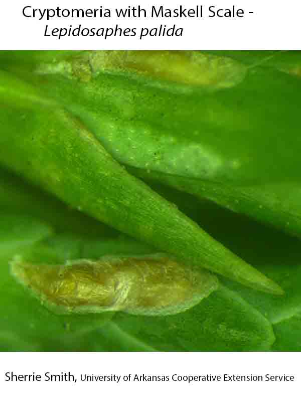 Plant Disease Database