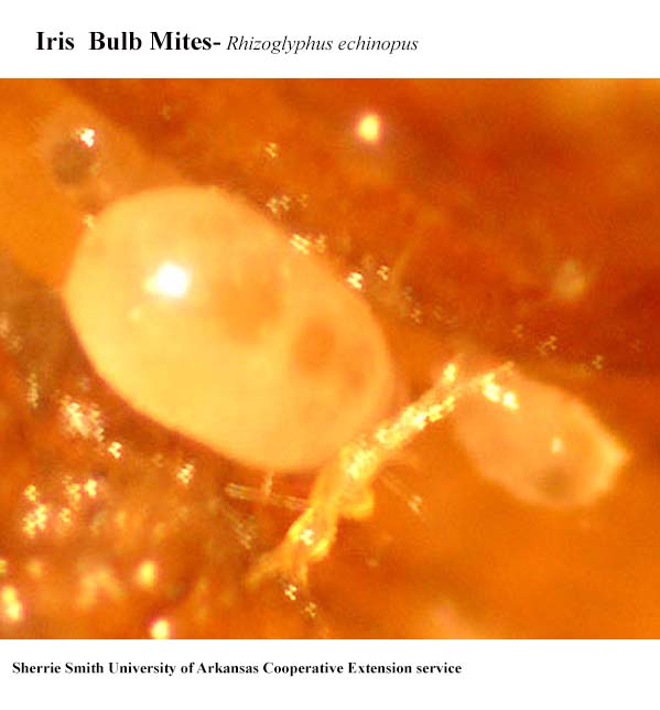 Plant Disease Database