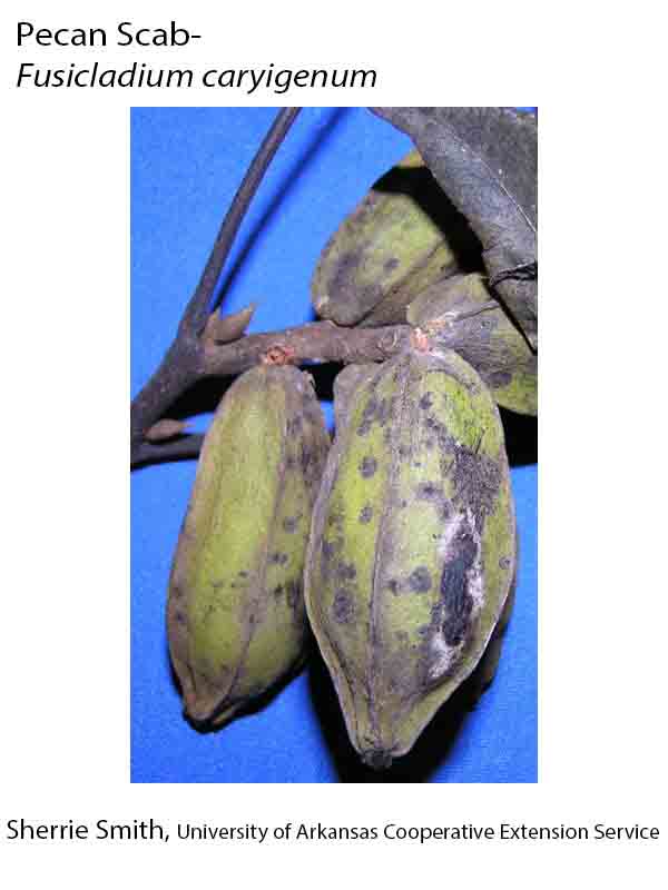 Pecan Shell Rash Plant Disease Database