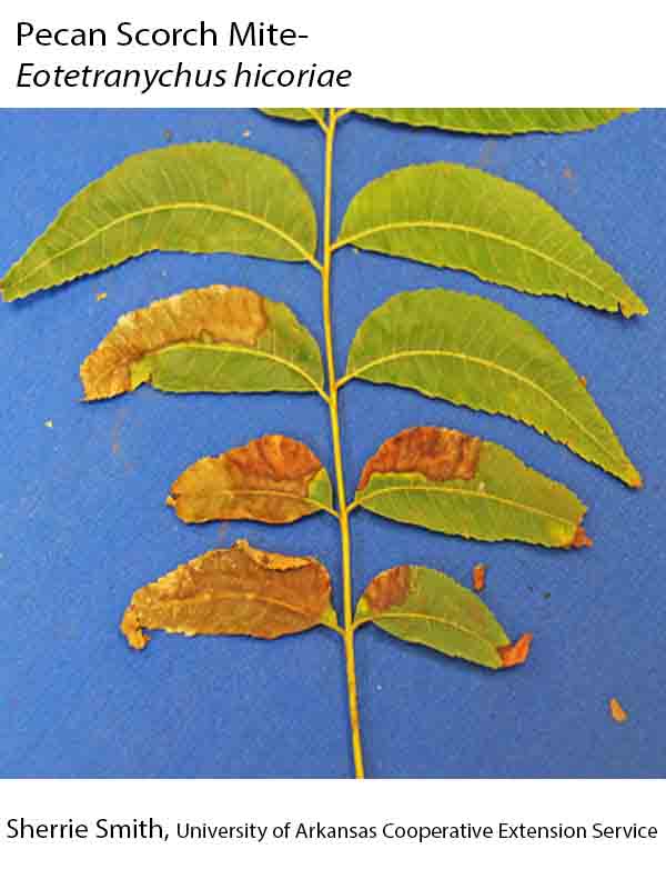 Pecan Shell Rash Plant Disease Database