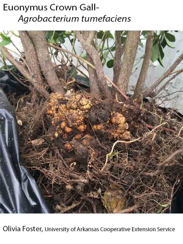 plant-disease-database
