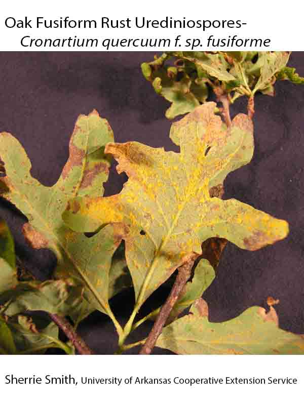 Plant Disease Database