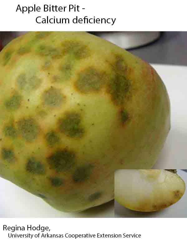 Plant Disease Database