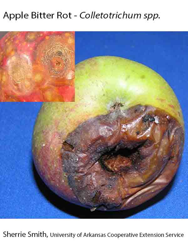 Plant Disease Database