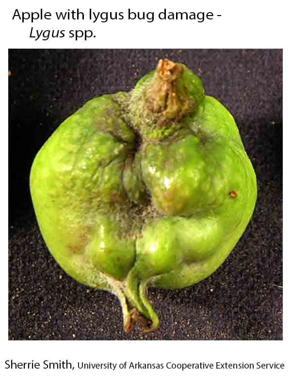Plant Disease Database