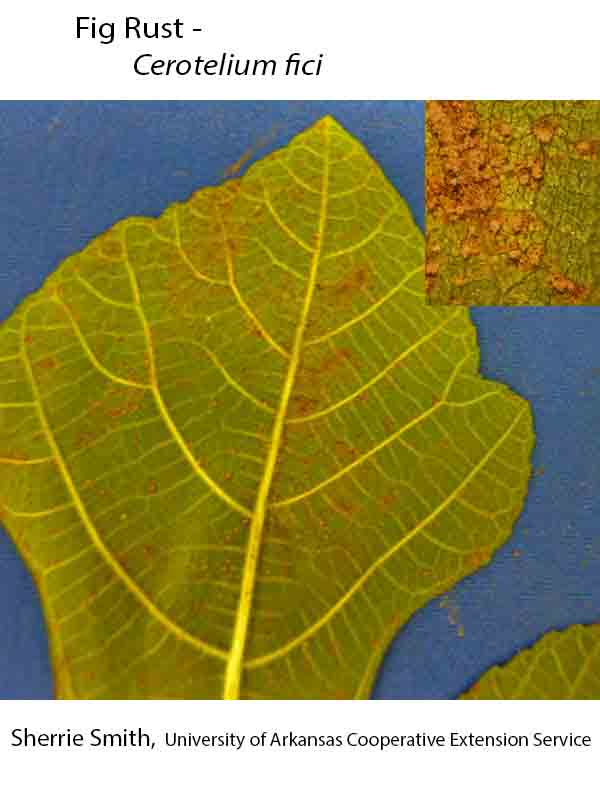 Plant Disease Database