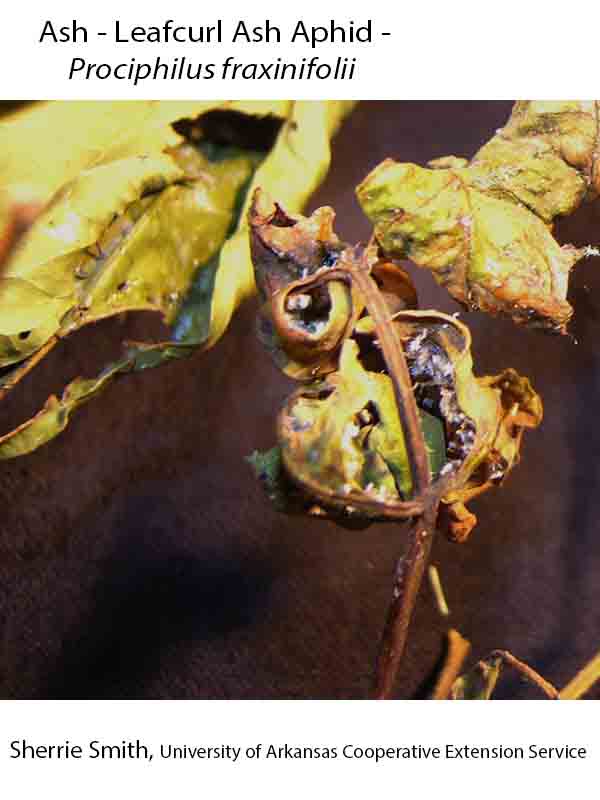 Plant Disease Database