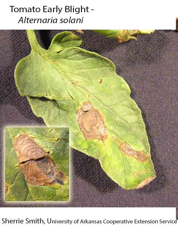 Plant Disease Database