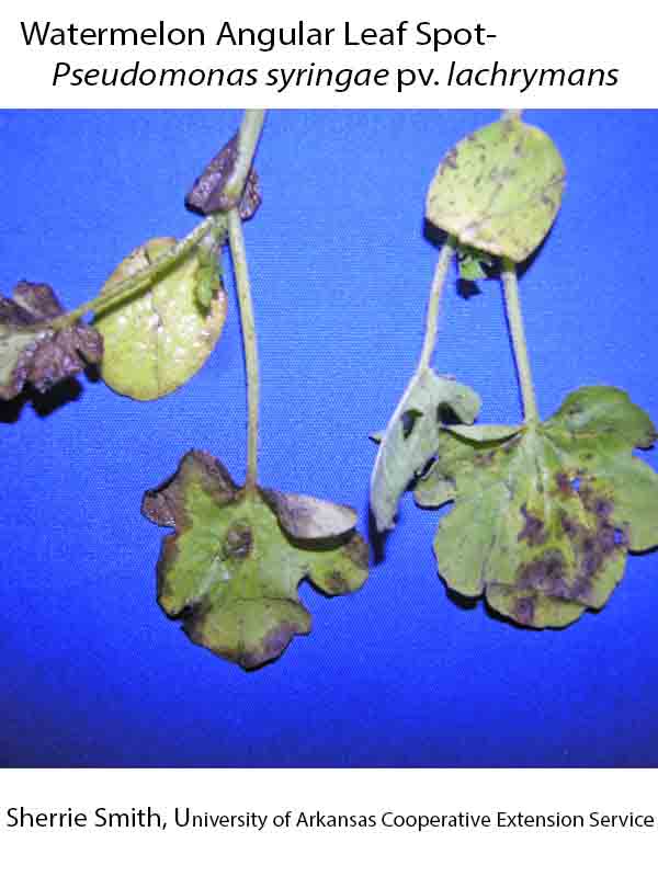 Plant Disease Database