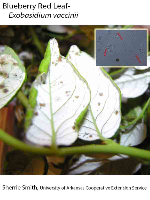 Plant Disease Database