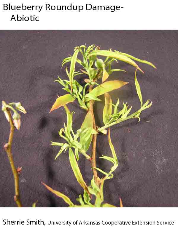 Plant Disease Database