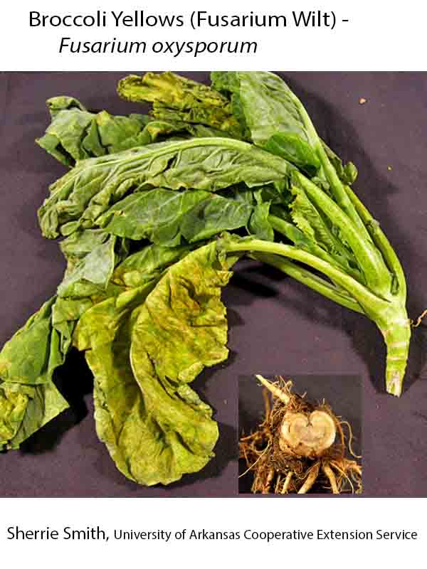 Plant Disease Database