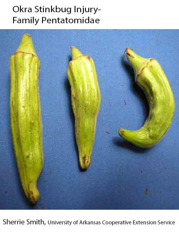 Plant Disease Database