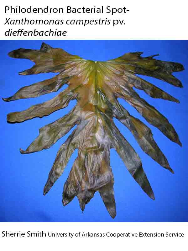 Plant Name - Philodendron