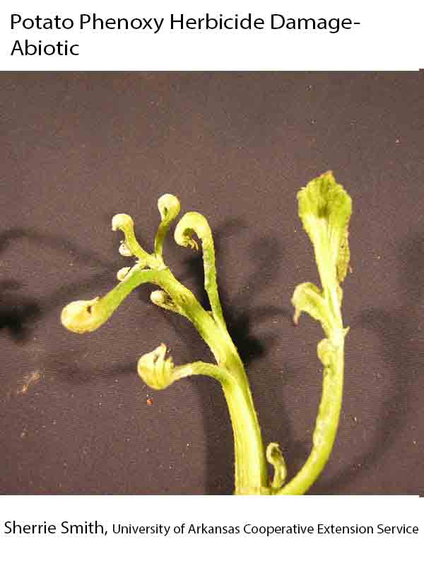 Plant Disease Database plant-disease-database