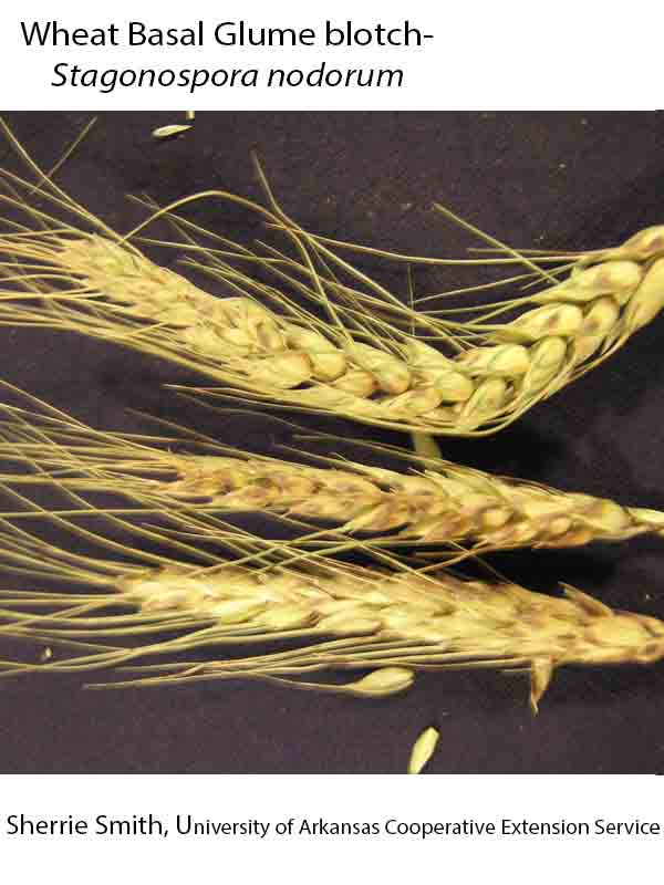 Glume Color Plant Disease Database